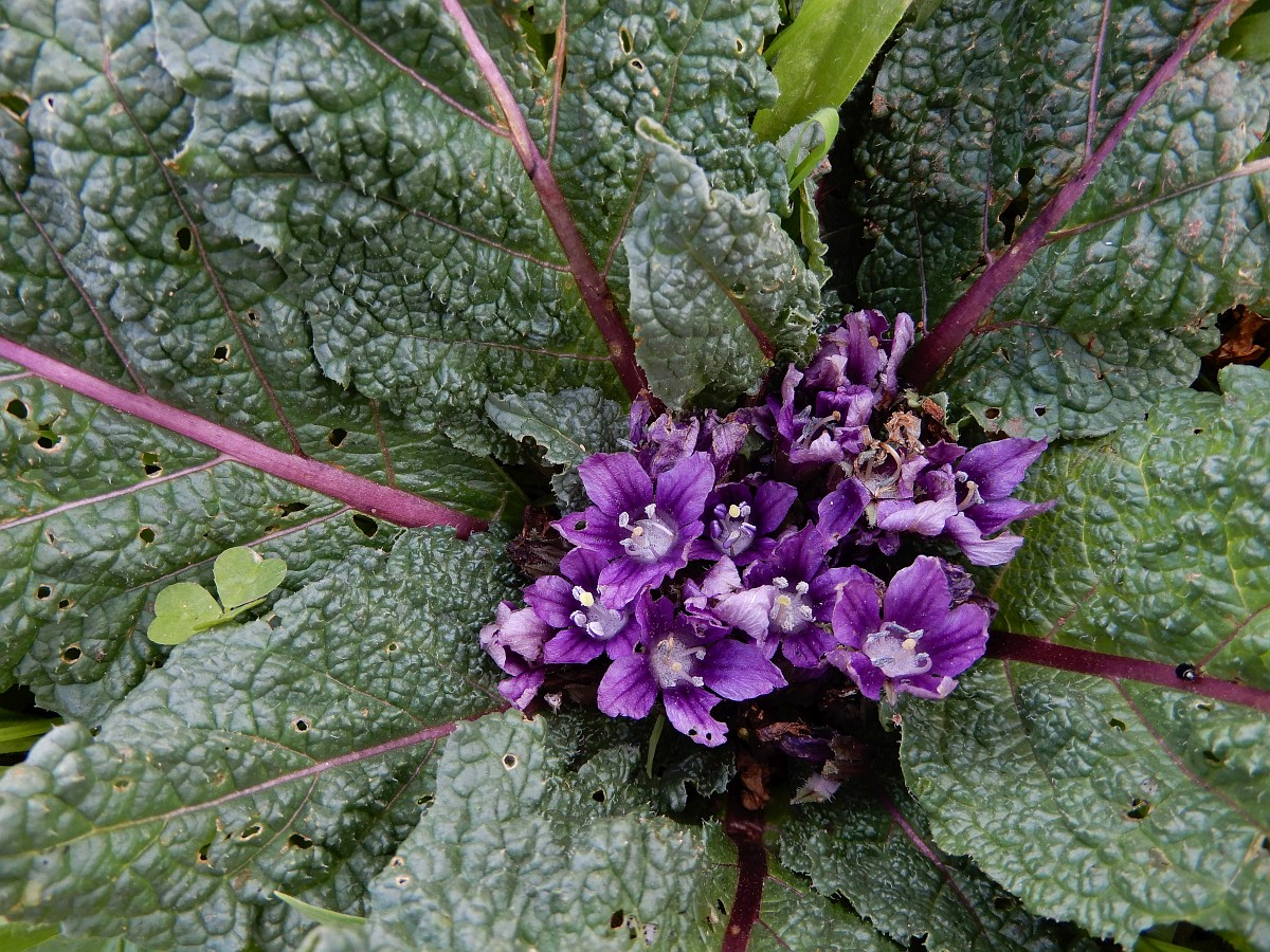 Mandragora officinarum